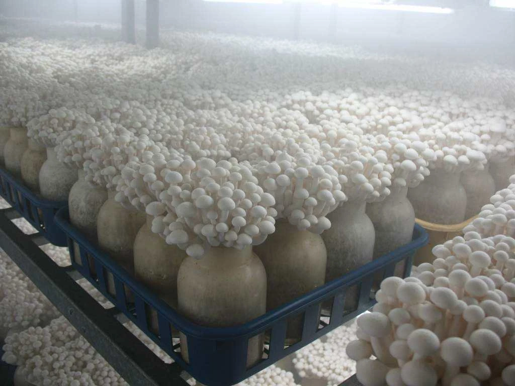 菌类种植